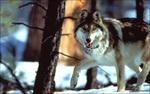 Mexican gray wolf