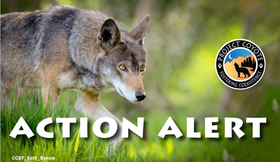 Project Coyote Action Alert