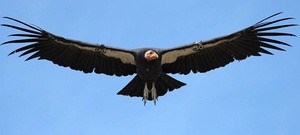 California Condor Flying