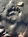 Grizzly track in mud