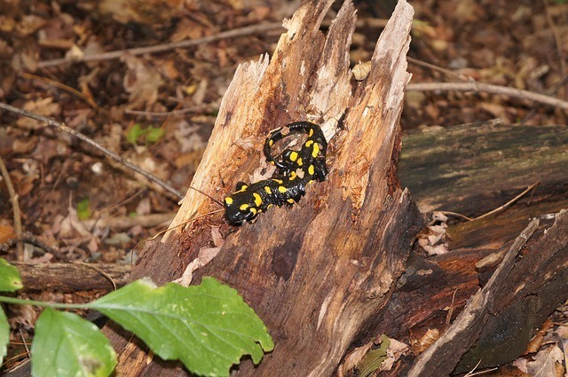 salamander