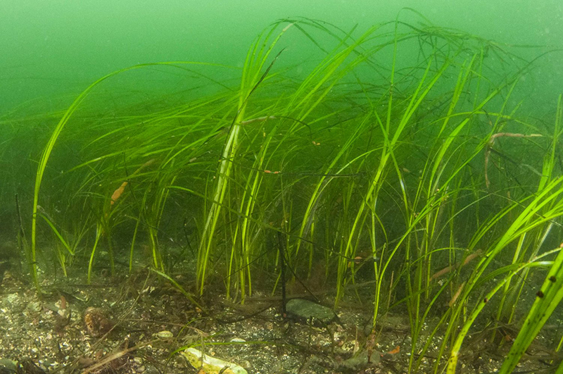 Eel-grass © Steve Karpiak, courtesy of Friends of Casco Bay