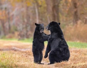 Bear and Cub © Eric Trefney