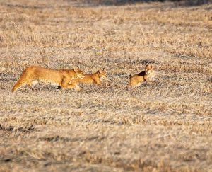 Bobcats © Eric Trefney