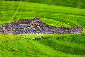 Gator © Eric Trefney
