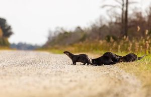 Otters © Eric Trefney