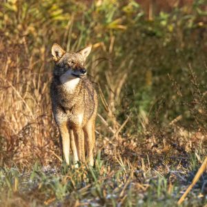 Red Wolf © Eric Trefney
