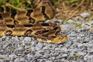 Snake © Eric Trefney