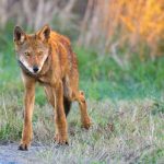 Red Wolf