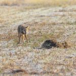 Red Wolf