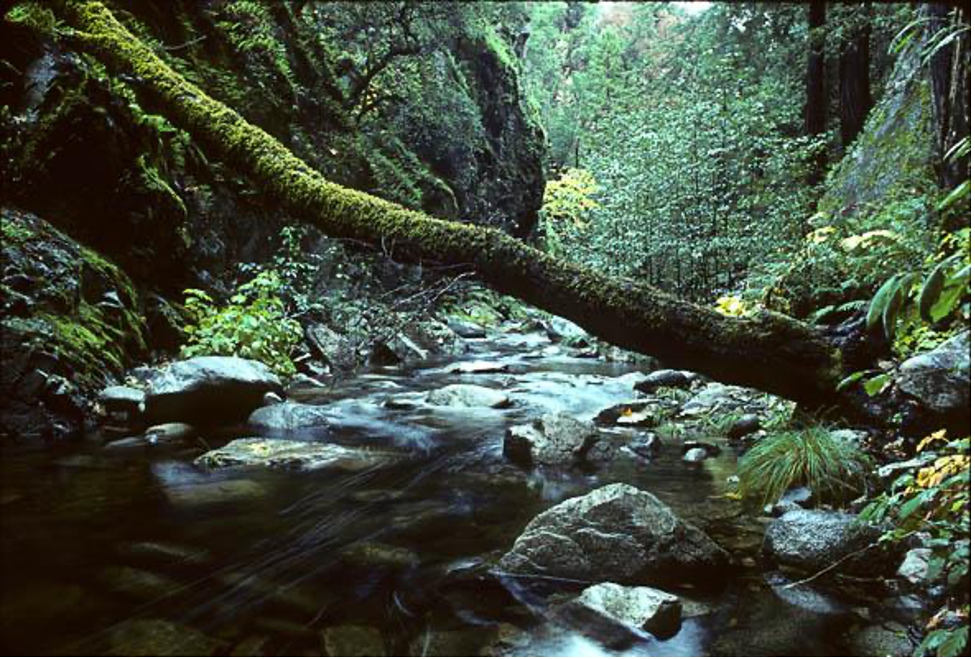 Little Sur River Gorge, Ventana Wilderness, Los Padres NF, CA. Photo © George Wuerthner