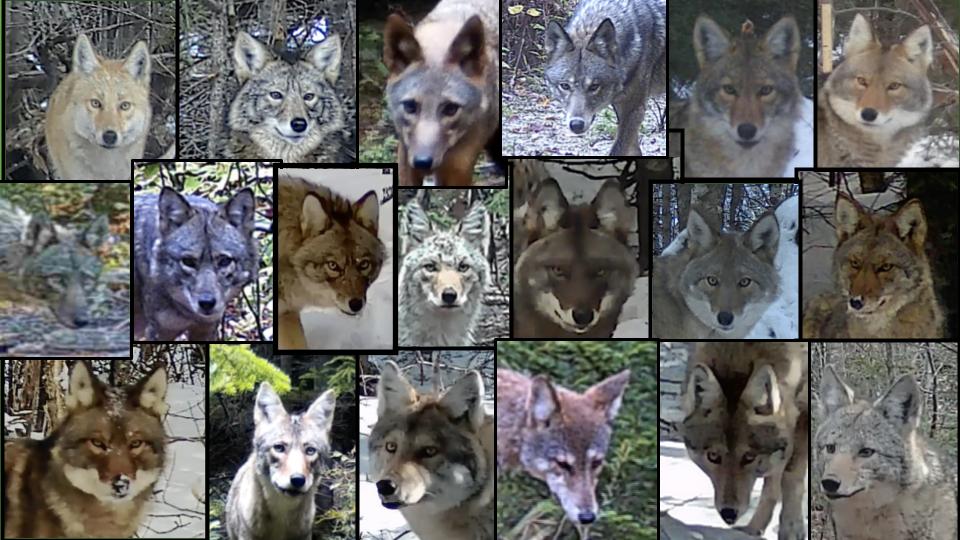 The many faces of mixed canids in the Northeast. (Courtesy of Maine Wolf Coalition)