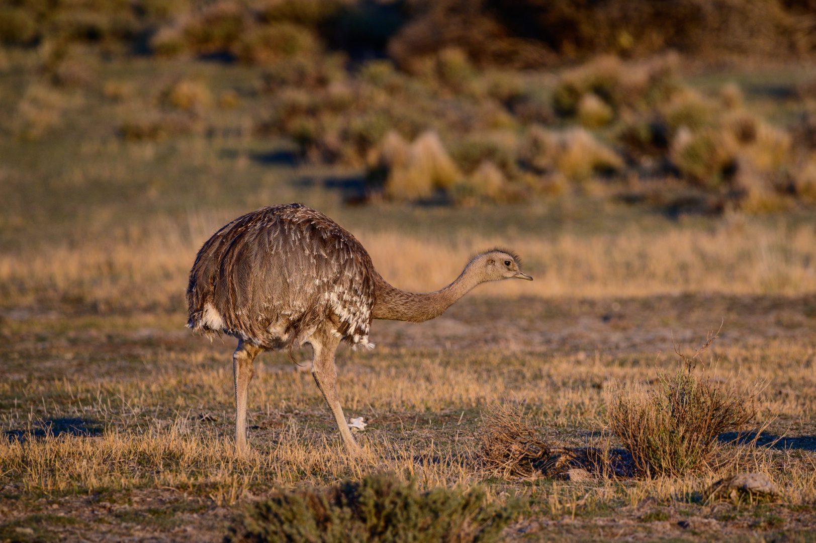 Darwin’s rhea