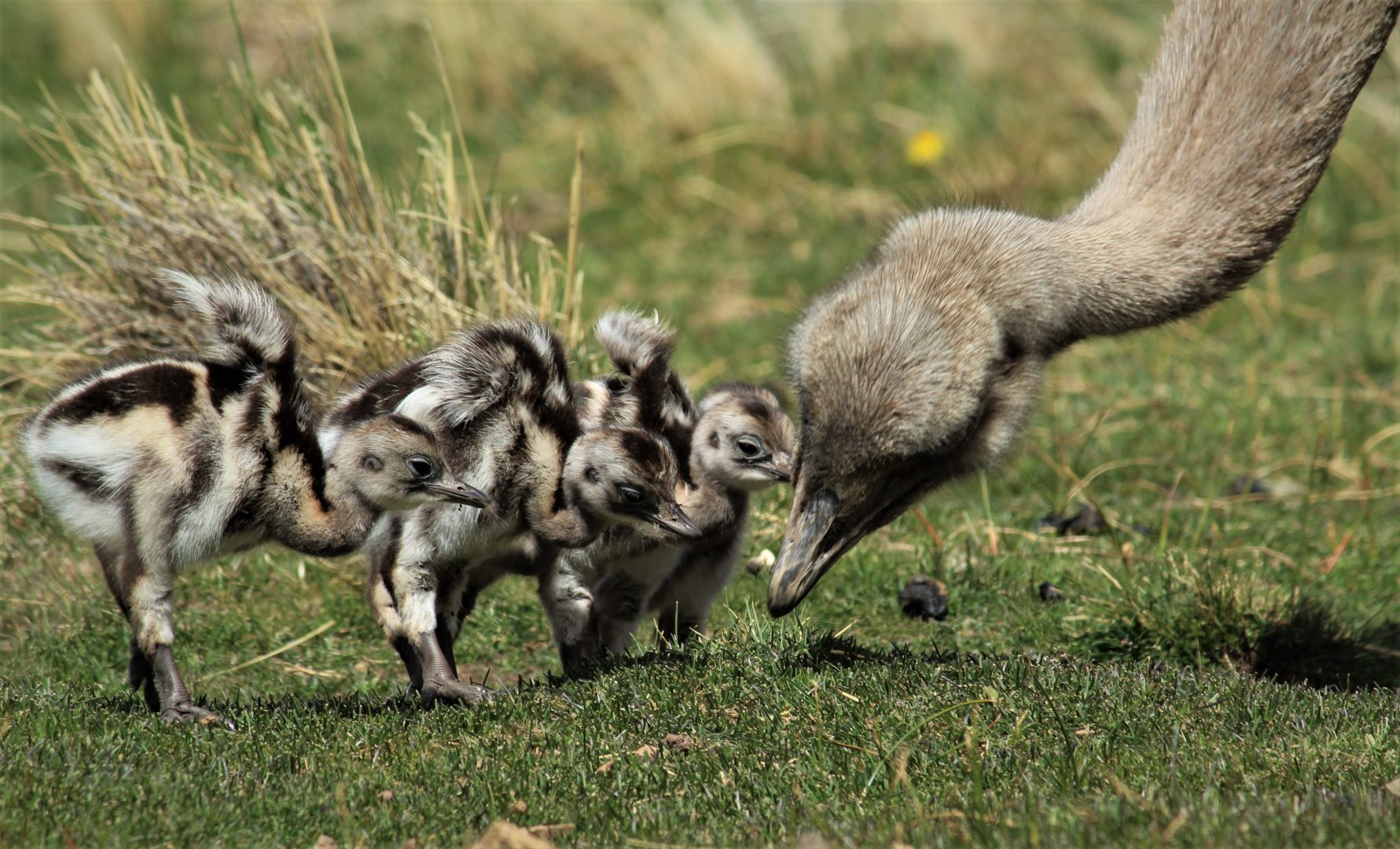 Darwin’s rhea Photograph by Alejandra Saavedra