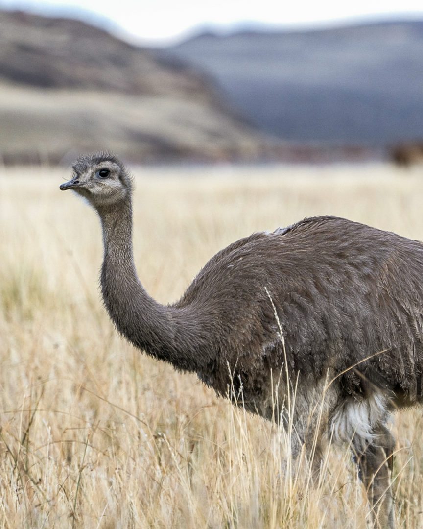 Darwin’s rhea