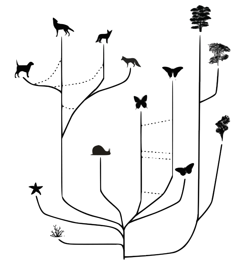 A sketch of the web of life concept, showing gene transfer between similar species. (Courtesy of Bridgett vonHoldt)