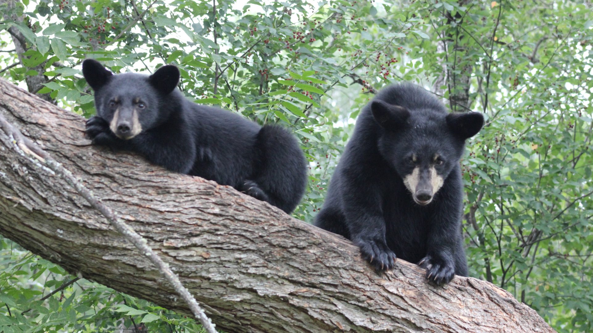 Black bear cubs (Source: Courtney Celley/USFWS)