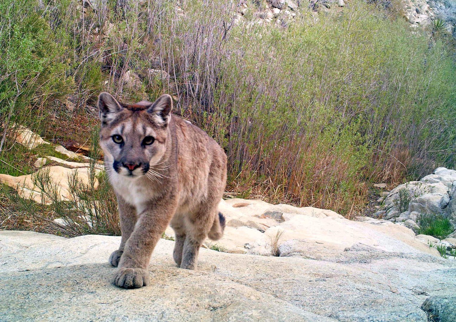 Mountain lion yearling (Source: Joshua Tree NPS, no photographer listed)