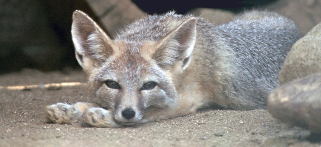 The San Joaquin kit fox was one of the first species listed under the ESA and has suffered significant habitat loss from oil and gas drilling and agriculture. (Photo: Heather Bell/USFWS) 