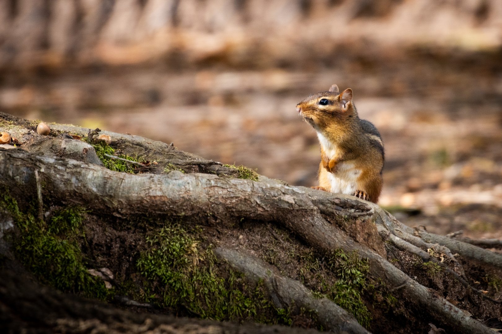 Eastern Chipmunk