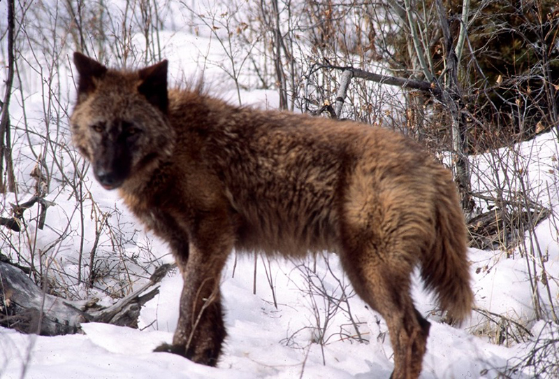 wolf