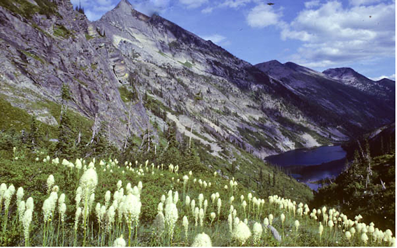 Cabinet Mountains Wilderness, MT. (Photo by George Wuerthner)