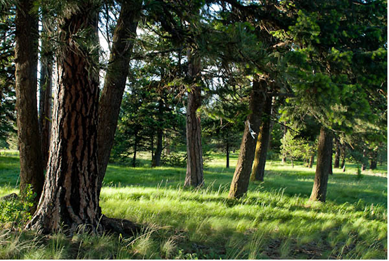 Old growth ponderosa on pine on the edge of Joseph Canyon proposed wilderness. (Photo by George Wuerthner)