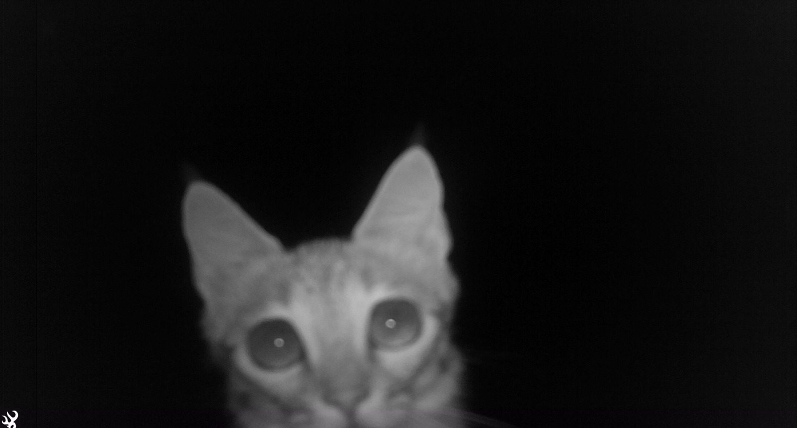 Asiatic Wild Cat © Indus Fishing Cat Project