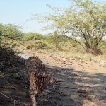 Fishing Cat © Indus Fishing Cat Project