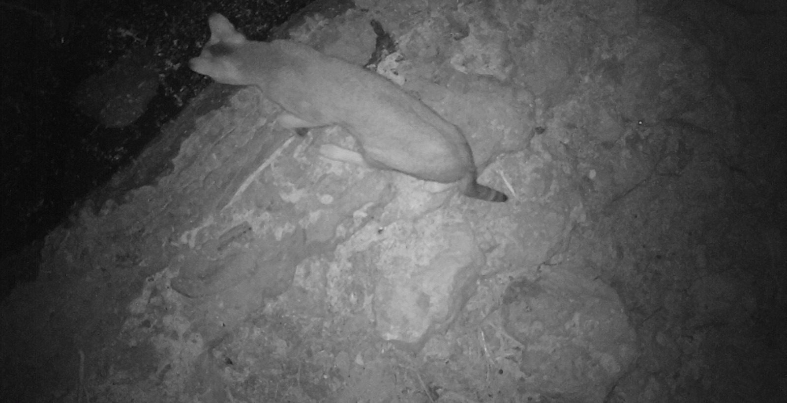 Jungle Cat © Indus Fishing Cat Project