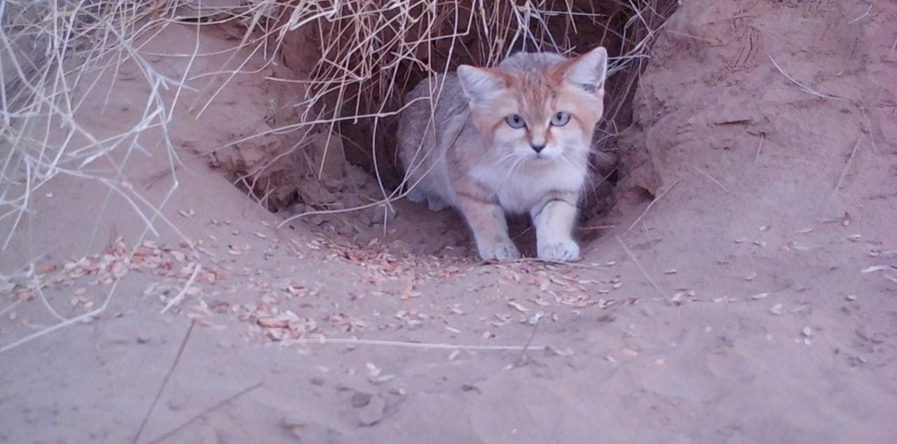 Sand Cat © Indus Fishing Cat Project