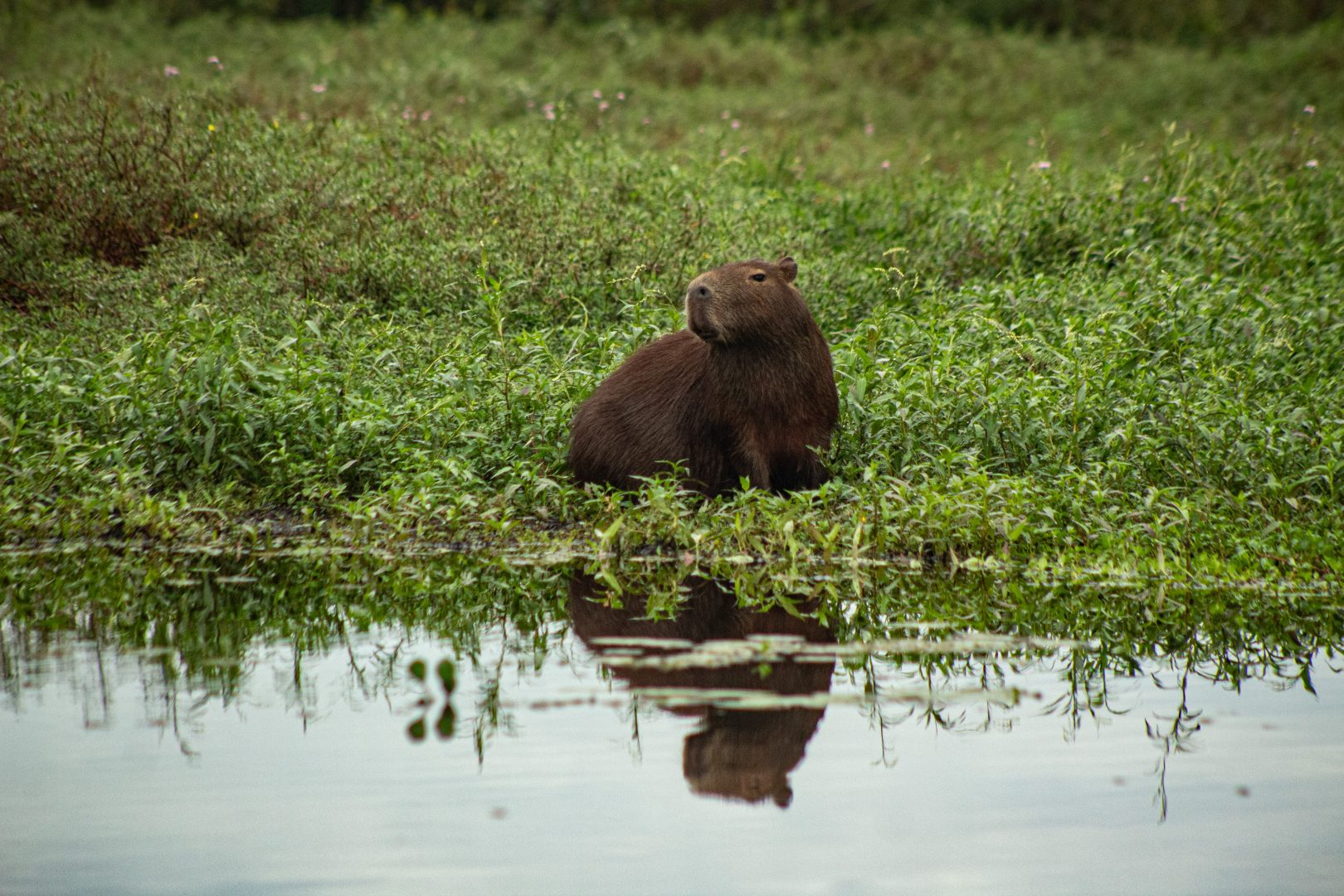 Capybara - Jorge Chacon