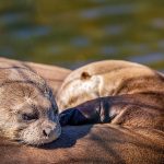 Giant otters