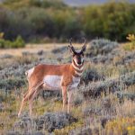 Pronghorn © Eric Trefney