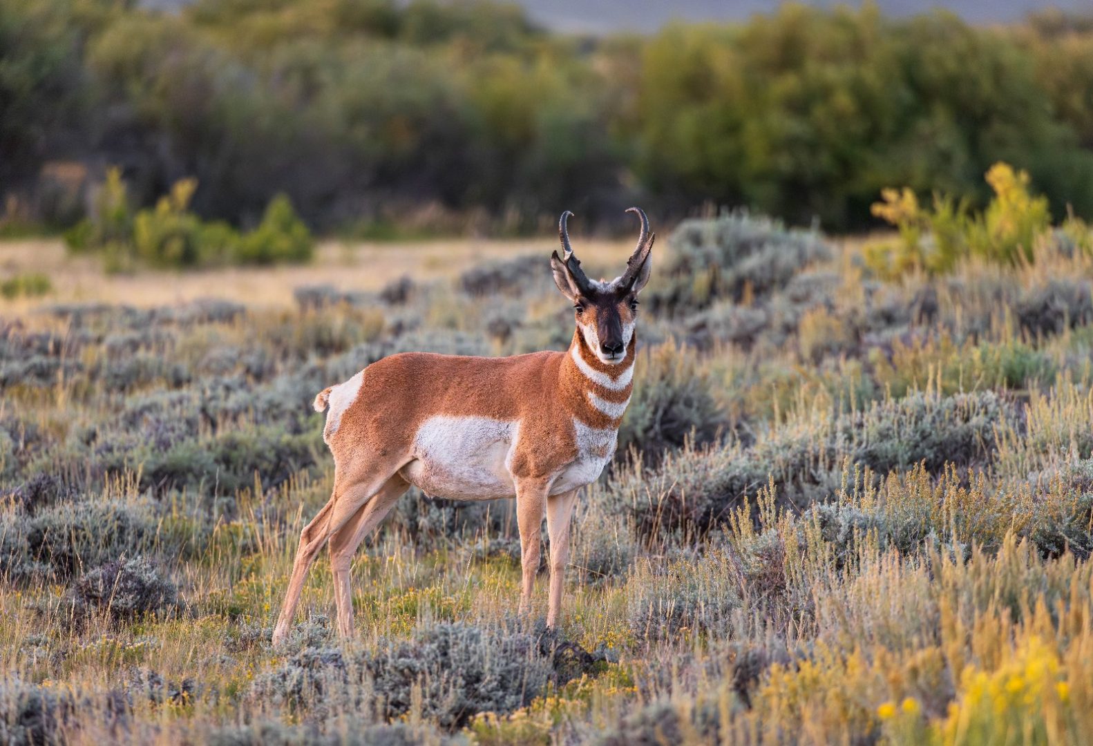Pronghorn © Eric Trefney