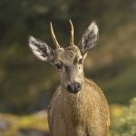 huemul deer
