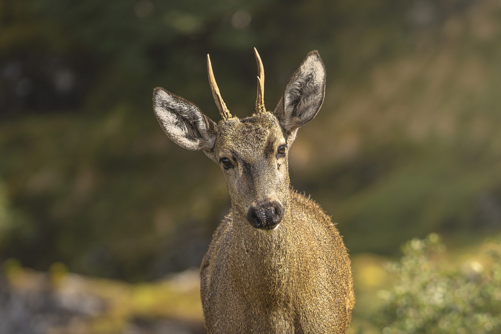 huemul deer