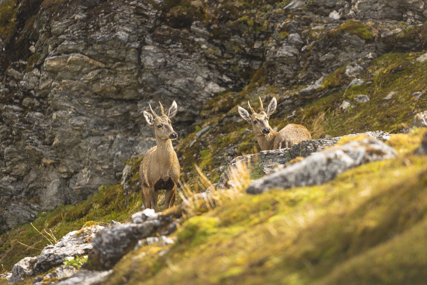 huemul deer